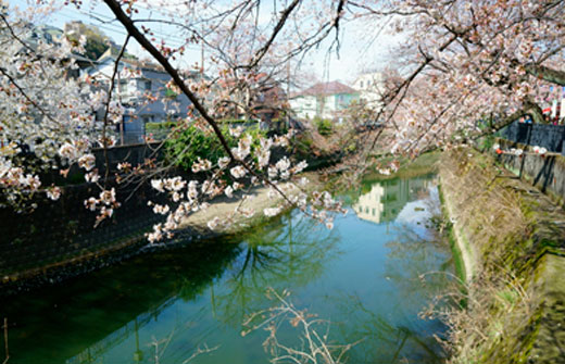 地元 横浜の人々に愛されている桜の名所 大岡川