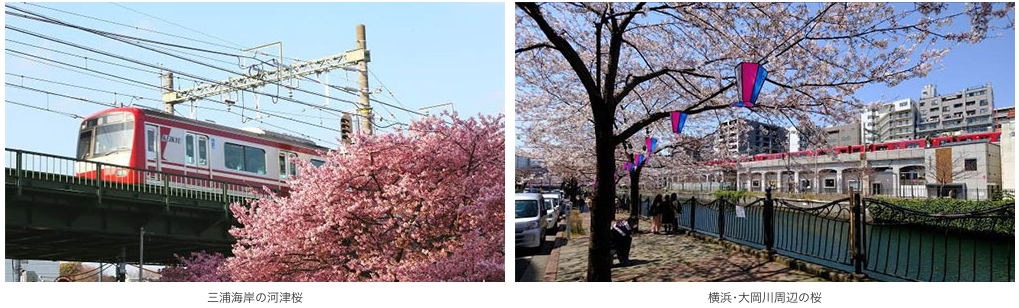 三浦海岸&横浜・大岡川 桜キャンペーン
訪日外国人向け オリジナル桜手ぬぐいプレゼント!