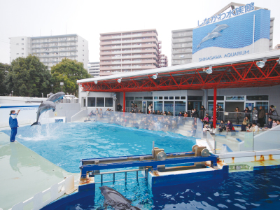 地下の「海底フロア」やイルカ・アシカのショーが有名なしながわ水族館 